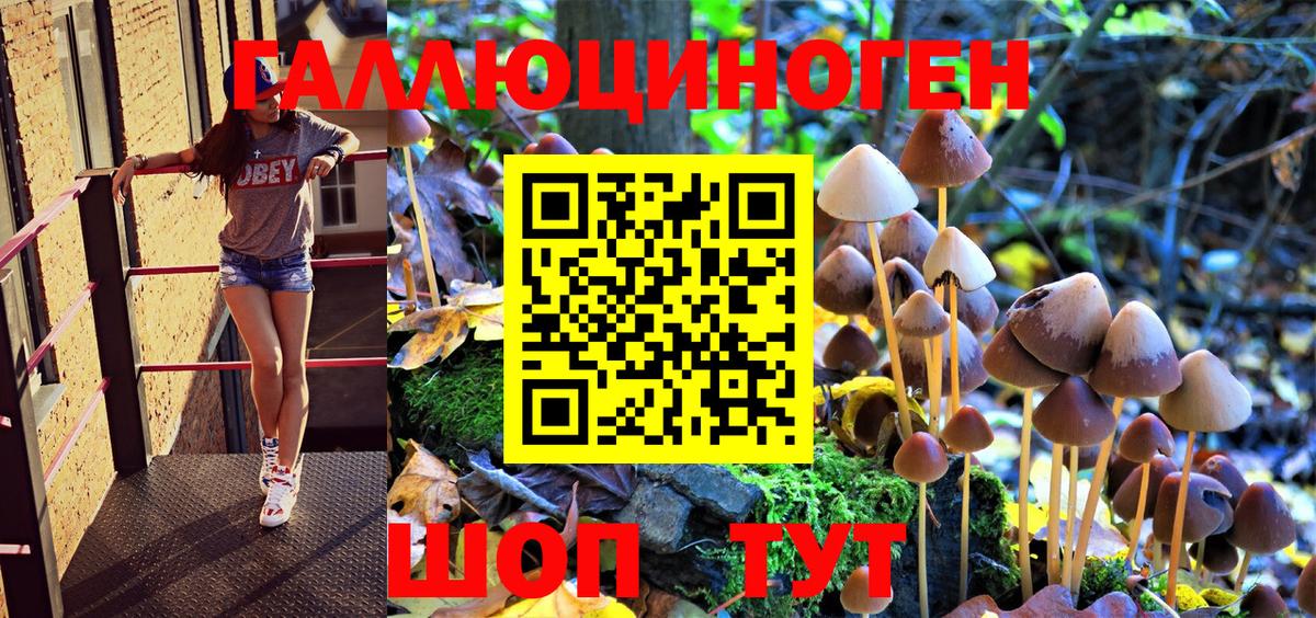 Галлюциногенные грибы Psilocybe Георгиевск